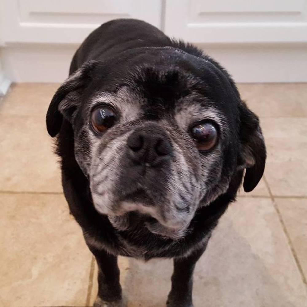 Meet your Posher, Jean